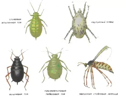 Узбеки, таджики, киргизы и их разновидности.....