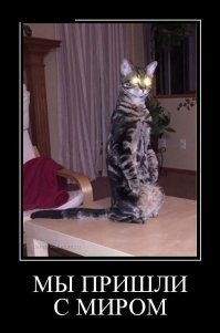 24 странных котопозы и их очаровательные авторы-исполнители