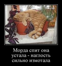24 странных котопозы и их очаровательные авторы-исполнители