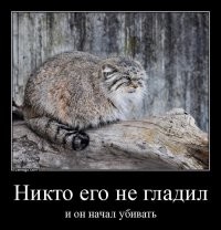 Мужчина не погладил кота и был наказан