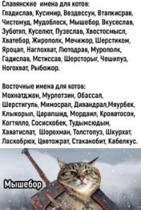 24 странных котопозы и их очаровательные авторы-исполнители