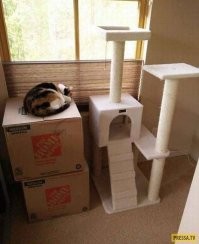 В&nbsp;Иванове собрали самую высокую в&nbsp;мире когтеточку