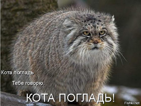 Мужчина не погладил кота и был наказан