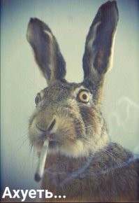 На красной машине мужик тормоз(  или он не смотрел в перёд. Манёвр он совершил в последнею секунду и не туда куда надо, прямо сам себя убил(  если дал бы в лево руля = то кроссовер  совершил бы САЛЬТО МОРТАЛЬТО )))  и на крышу упал бы в поток, правая часть красного могла сработать как трамплин и водятел жив был бы, так как сидит с лева.