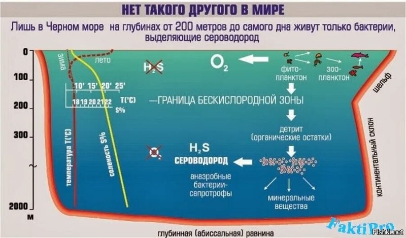 А нам врут, что там только бактерии