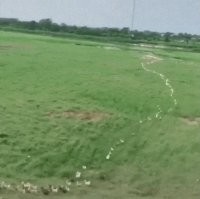 Снова на птицеферме двери не заперли..