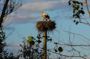 Крыши и тому подобное -- для аиста уже запасной вариант, если есть возможность они размещают гнёзда именно так, на верхушке чего-нибудь относительно тонкого и высокого. Раньше в деревнях для аистов даже заготовки для гнёзд делали: столб с чем-то вроде большой плоской корзинки наверху, а то и просто старого тележного колеса.