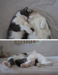 22 примера самых уютных и надёжных объятий и тех, кто и дарит