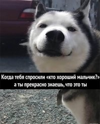 В Одессе на пляже умный пёс украл у людей бутылку пива