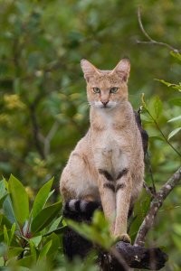 Нет это вид  Prionailurus viverrinus, а камышовый Felis chaus они даже внешне довольно сильно отличаются (на фото камышовый)