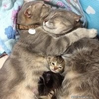 24 котика, которые открыли объятия и порадовали всех, кто туда попал