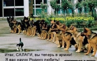 Сразу видно, кто в доме авторитет