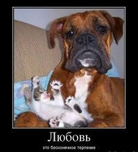 Сразу видно, кто в доме авторитет