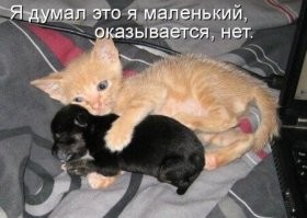 24 котика, которые открыли объятия и порадовали всех, кто туда попал