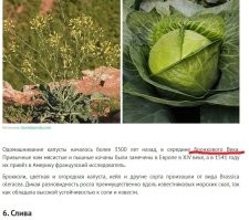 Век бронхов?