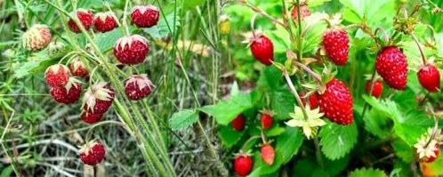Достаточно один раз попробовать.
Что-бы узнать почему лесная земляника стоит от 1500 рублей за кг.
А крупная клубника в супермаркете - дешевле.