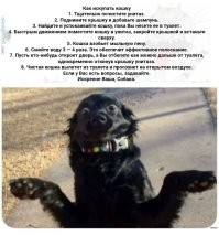 Как подстричь когти коту без риска быть поцарапанным