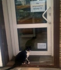 24 просителя, виртуозно демонстрирующих эмоции и заставляющих верить в их искренность