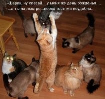 24 просителя, виртуозно демонстрирующих эмоции и заставляющих верить в их искренность