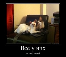 16 забавных животных, которые слишком похожи на людей