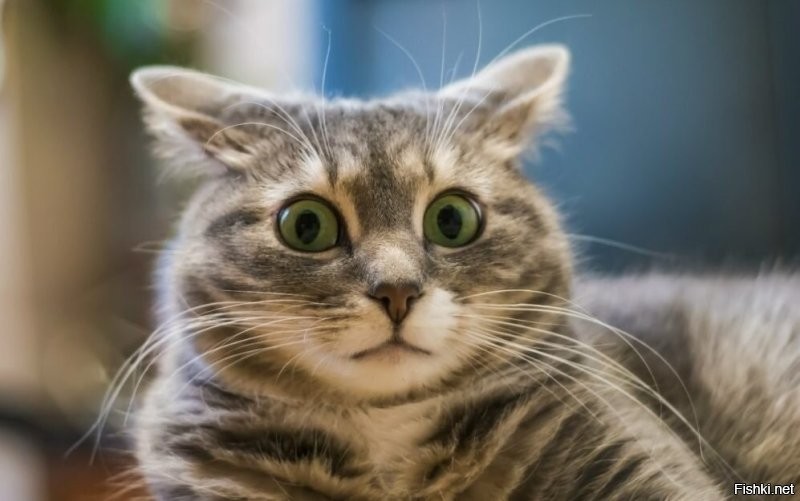 Мяу?