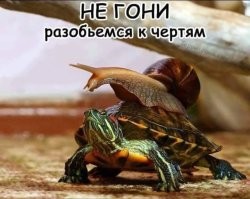 Черепашьи бега в Лонгвилле – зажигательная гонка рептилий