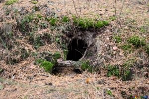 И норку купил