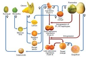 цитрусовые - вообще отморозки. скрещиваний больше, чем в игре престолов

вот, краткая версия