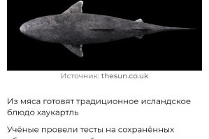Новое открытие объясняет "бессмертие" гренландских акул