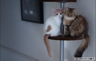 25 сердечных котиков, которые делятся своими чувствами и могут растопить лёд даже в самом жестоком сердце