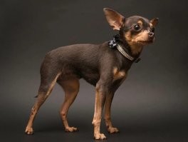 Мини-доберманы вот такие.