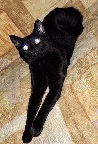 у меня своя энергетическая бомба.
ну, хоть людей уже перестал грызть.
но, все когтеточки в хлам.