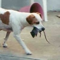 Тентерфилд-терьер