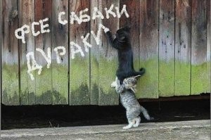 Футболисты волгоградского «Ротора» вышли на поле перед матчем с бездомными щенками