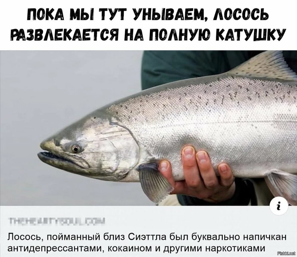 Солянка от 19.08.2024