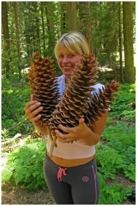 у америкосов ещё бывают шишки от секвойи)