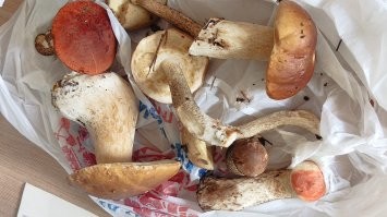 Юбочки нет, вроде не поганка, а вообще надо только такие кушать, ну и лисички с сыроегами......