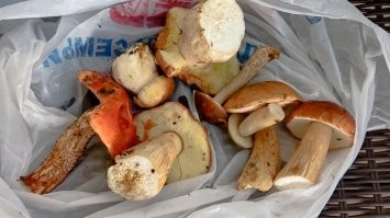 Юбочки нет, вроде не поганка, а вообще надо только такие кушать, ну и лисички с сыроегами......