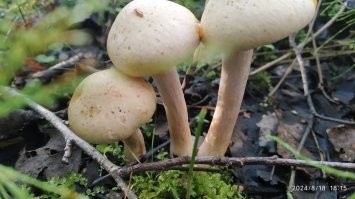 Они сильно похожи на паутинник, но, насколько я понял у паутинника должна быть явная паутина под шляпкой, как у этих: