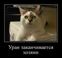 Внутри котов находятся маленькие ядерные реакторы