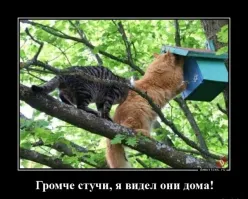 В Подмосковье спасатели снимали с дерева кошку и её хозяйку