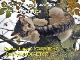 В Подмосковье спасатели снимали с дерева кошку и её хозяйку