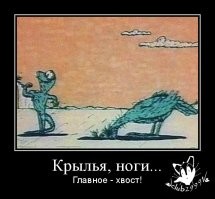 Рыжий кенгуру: о мышцах и боевом духе сумчатых дебоширов