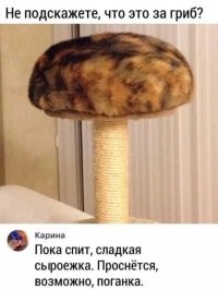 Что за гриб ?