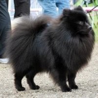 Виды померанцев
Разделение на типы, вроде лисьего или медвежьего,   условность. Грумер может до неузнаваемости изменить внешний вид питомца.
Померанский шпиц
1.Лисий тип. Американский клуб собаководов считает этот фенотип классическим стандартом померанских шпицев. Они отличаются пропорциональным, изящным телосложением и грациозностью. У них мягкая и шелковистая шерсть, длинные лапы, прямо поставленные, треугольные уши и длинный хвост.

Например тут средний шпиц, он по колено ростом. Что мы видим по фото.
Существуют еще 
Медвежьего, Игрушечного и Карликового. 
Вот вы указываете карликового. 
Притом при карликовом есть разделение Померанец и карликовый немецкий щпиц. ИХ с 2000х разделяют как разные породы.