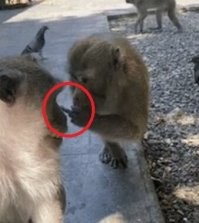 До человека совсем ничего!