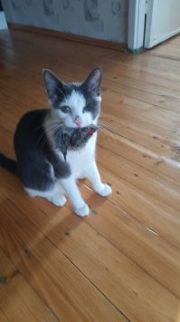 Маленькие котята -засыпают практически везде.  Я своего в ладони держал, чтоб он по столу перестал бегать, так он за пол минуты клубочком свернулся и заснул. А сейчас этого коня, хрен уложишь..  уже кажется вечер и спать пора, он всё носится по хате, хвост трубой, гоняет свою плюшевую крысу, охотится. Подозреваю, он отсыпается днём, пока я работаю.