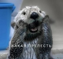 Выдра отблагодарила человека за спасение своей подруги