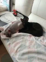 Если вы решили завести ориентала, то чтобы ему не было одиноко, пока вы на работе, то заведите ещё кошечку или собачку. У меня получилось наоборот ))) но эти две, как попугаи-неразлучники, два ушастика.
Ориенталы правда оооочень разговорчивы, но в тоже время внимательные слушатели, компанейские.