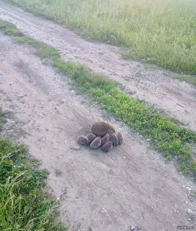 Доброе)